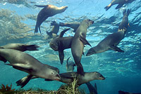  Sea Lions at Santa Barbara Island, CA 