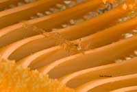 Tiny shrimp on Sea Pen